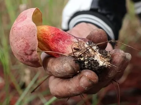 Lâm Đồng: 15 người bị ngộ độc sau khi ăn nấm rừng