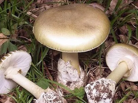 Lâm Đồng: Ăn nấm rừng, 12 người bị ngộ độc