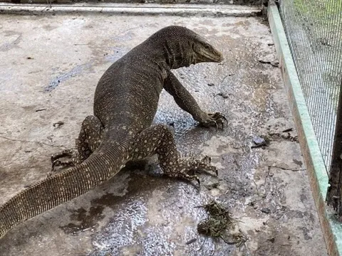 Khánh Hòa: Phát hiện một con kỳ đà vân quý hiếm đi lạc vào khu du lịch