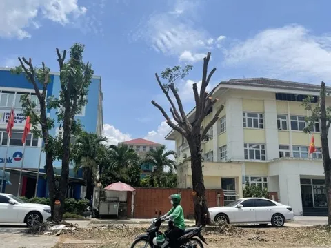 Lý do nhiều cây xanh trên đường Phạm Văn Đồng bị cắt, tỉa trụi cành