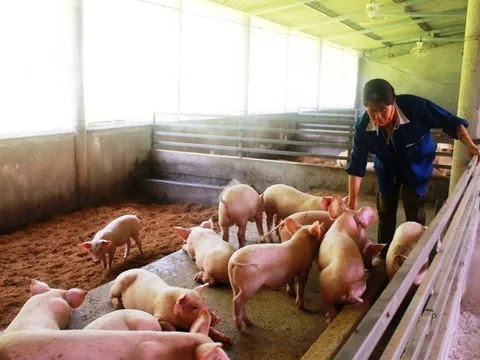 Quản lý kiểm dịch vận chuyển, kiểm soát giết mổ động vật