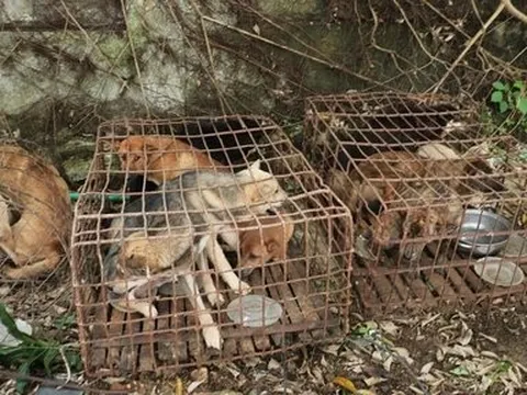 Nghệ An: Bắt 6 đối tượng trộm 2 tấn chó trong vòng hơn một tháng