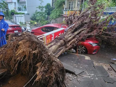 Cây bật gốc đè bẹp ô tô ở TP.HCM