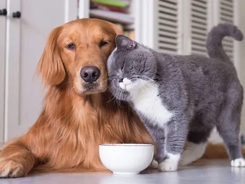 Chữa ngứa hơn 10 năm mới biết bị nhiễm ký sinh trùng từ thú cưng