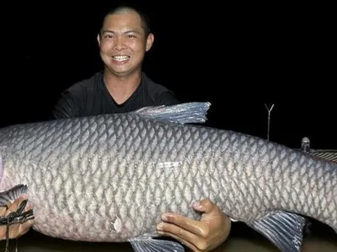 Nghệ An: Cần thủ câu được cá trắm đen nặng 40kg