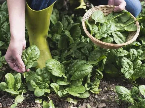 Gợi ý 5 loại rau "bổ hơn thịt" nấu chín giàu dinh dưỡng hơn ăn tươi