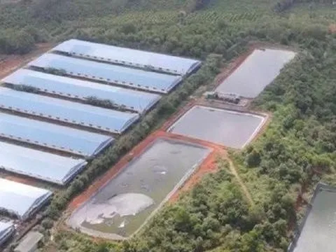 Một doanh nghiệp chăn nuôi heo bị xử phạt hơn 1,4 tỷ đồng