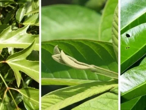 Những loại lá tưởng chừng vứt đi nhưng lại cực tốt cho sức khỏe