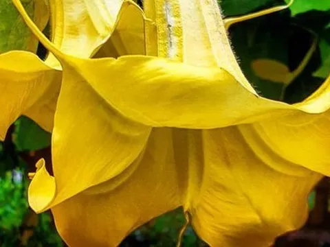 Loài hoa có vẻ đẹp mê hoặc nhưng chứa chất kịch độc khiến 3 du khách nhập viện