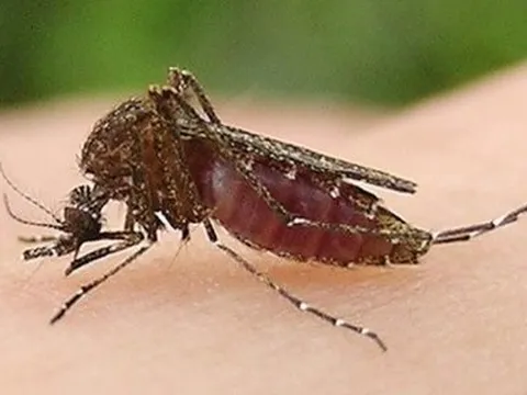 Đắk Lắk ghi nhận một bệnh nhi mắc bệnh viêm não Nhật Bản