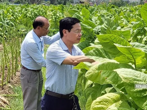 Hải Phòng: Đưa “thuốc lào Tây” về trồng trên quê lúa