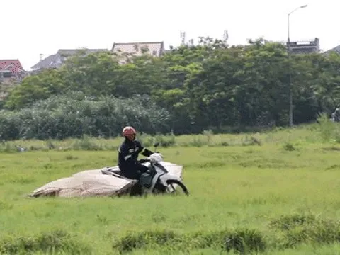 Kiếm tiền triệu mỗi ngày nhờ chạy xe máy săn châu chấu trên cánh đồng