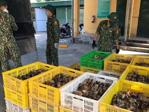 Ngăn chặn, xử lý buôn bán, vận chuyển trái phép gia cầm, sản phẩm gia cầm qua biên giới vào Việt Nam