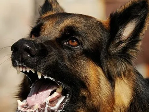 Liên tiếp 2 trẻ nhỏ tử vong vì bệnh dại