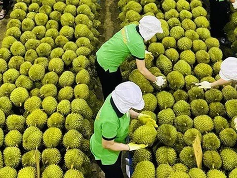 Động thái ‘lạ’ của Thái Lan khi sầu riêng Việt xuất Trung Quốc cao kỷ lục