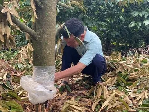 Vườn sầu riêng nhà Bí thư xã bị kẻ gian phá hoại