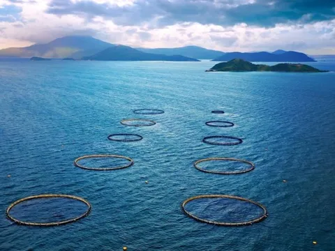 Công ty nuôi cá chẽm trên biển Nha Trang của sáng lập người Mỹ vừa huy động hơn 350 tỷ từ ADB