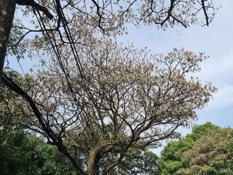 Hàng loạt cây hoa sữa trên các tuyến phố bỗng nhiên héo lá, khô cành