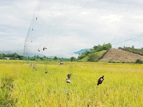 Tăng cường giải pháp ngăn chặn tình trạng săn bắt trái phép chim yến