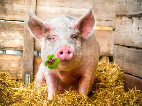 Giá heo vượt 65.000 VND/kg, DN trên sàn "nóng rẫy" nhớ lời bầu Đức: “Giá heo mà lên 70.000 đồng/kg thì có quyền gáy lại”