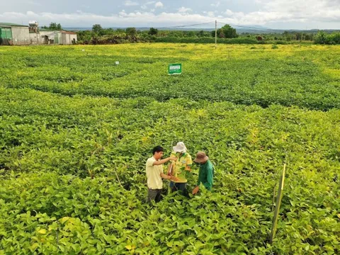 Sự lụi tàn đáng tiếc của cây đậu nành tại Việt Nam và cuộc chinh phục lại "cô gái đỏng đảnh" suốt 2 thập kỷ của Vinasoy