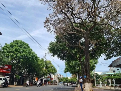 Đã tìm được nguyên nhân khiến 180 cây hoa sữa bị trụi lá, héo cành