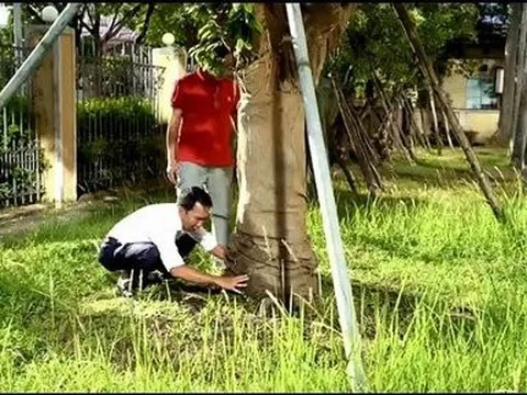 Những cây Hoàng Mai đặc biệt trên địa bàn Thừa Thiên-Huế