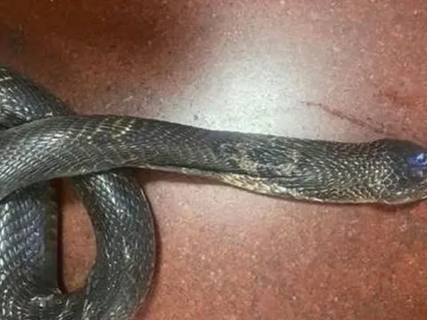 Kinh hoàng rắn hổ mang ẩn nấp trong gầm tủ, "rình rập" cắn vào chân người