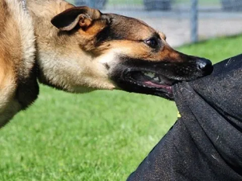 Đắk Lắk ghi nhận một trường hợp tử vong sau hơn 6 tháng bị chó cắn