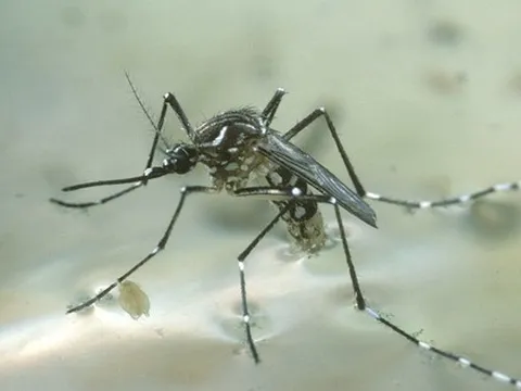 3 quan điểm sai lầm khi diệt muỗi khiến muỗi "khỏe" lên, sinh sôi tốt hơn