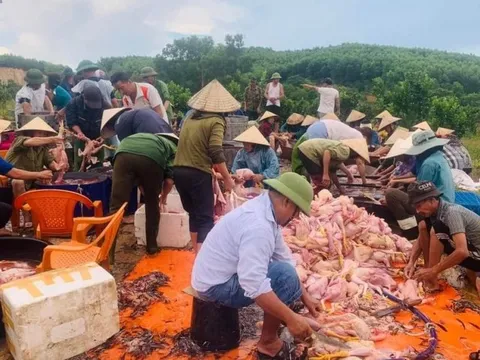 Hà Tĩnh: Hàng trăm người tham gia giải cứu 8.000 con gà chết ngạt
