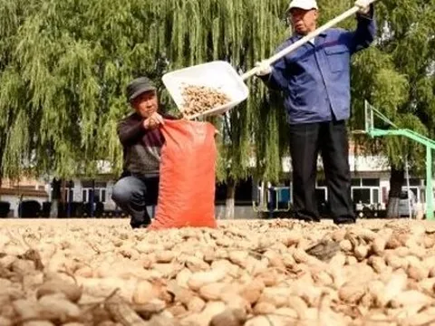 Điểm danh các mặt hàng nông sản xuất khẩu tỷ USD trong 6 tháng đầu năm, quán quân tăng mạnh đến 182%