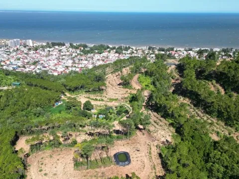 Kết quả kiểm tra vụ rừng thông nơi "Cụ già bắn rơi máy bay" bị chặt hạ