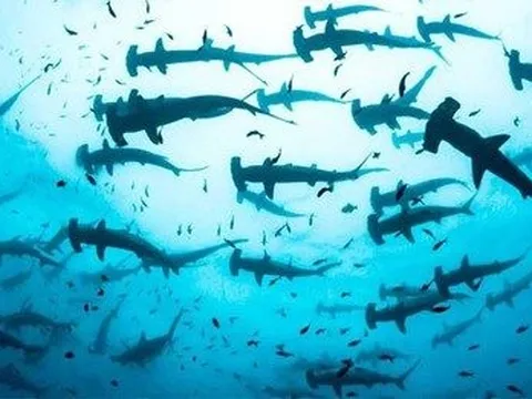 Ròng rã gom suốt nửa năm qua, những cá mập nào đang đặt cược lớn vào cổ phiếu quốc dân HPG