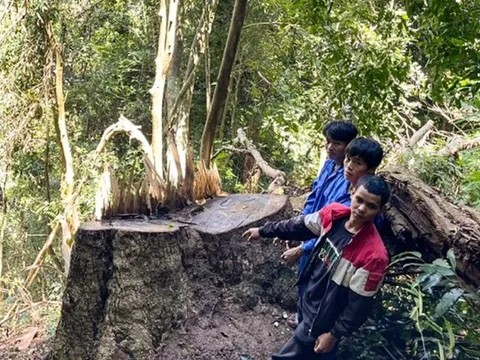 Lâm Đồng: Bắt giữ nhóm đối tượng khai thác, vận chuyển gỗ trái phép