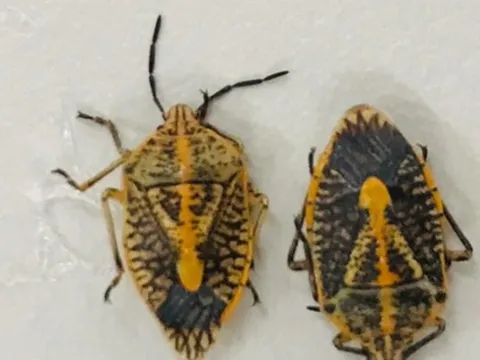 Ăn "đặc sản" bọ xít rang, 5 người cấp cứu