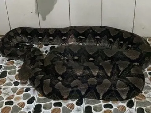 Người dân ở Tây Ninh tá hỏa phát hiện con trăn nửa tạ trong nhà vệ sinh