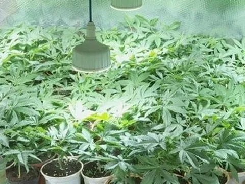 Đắk Lắk tăng cường công tác đấu tranh, phòng chống tội phạm ma túy