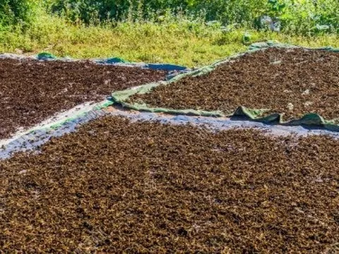 Mặt hàng Việt Nam đứng thứ 5 trên thế giới “đắt hàng” tại quốc gia châu Âu, xuất khẩu tăng hơn 1.000% trong 5 tháng đầu năm