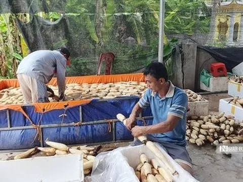 Hải Phòng: Bắt ruộng sâu trũng bị bỏ hoang “đẻ ra vàng”