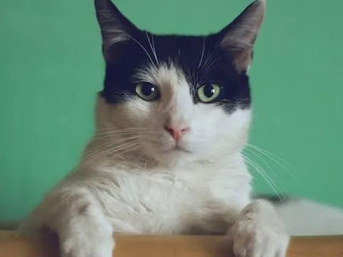 Cúm cực độc nhảy loài, mèo chết hàng loạt: WHO đánh giá nguy cơ ở người