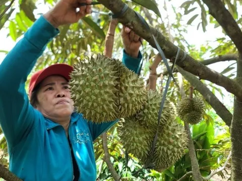 Nông dân trồng cây tiền tỷ tiết lộ "bí kíp" chống rụng trái