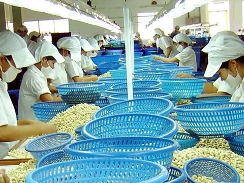 Đối tác mua 3 container tiêu, điều của doanh nghiệp Việt tại UAE 'mất tích'