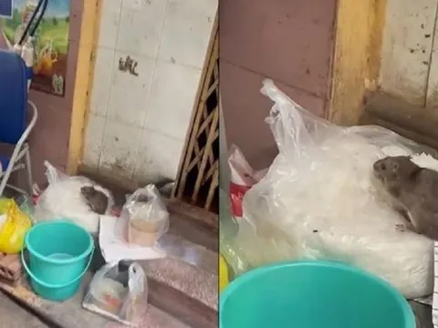 Vụ "chuột bò trên túi bún": Tạm đóng cửa, đề xuất xử phạt quán bún