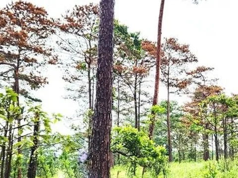 Lâm Đồng: Tạm đình chỉ công tác 2 Chủ tịch UBND xã để xảy ra phá rừng