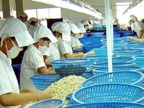 Thêm 1 doanh nghiệp Việt nghi bị lừa 2 container điều khi xuất khẩu sang UAE