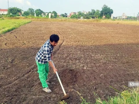 Hải Phòng: Gỡ khó để nông dân làm giàu trên ruộng bỏ hoang