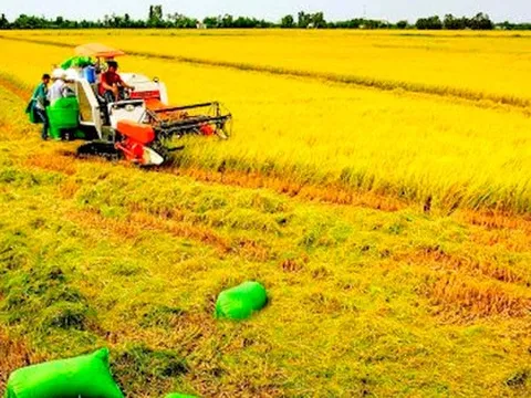 Đằng sau cú "bốc đầu" của cổ phiếu lúa gạo TAR, AGM, LTG…
