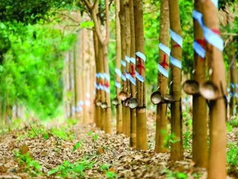Ông Nguyễn Cao Trí rời HĐQT của một doanh nghiệp cao su, nhận thù lao năm 2022 chưa đến 100 triệu đồng