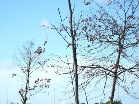 Loạt cây xanh đô thị tại Huế bỗng thành ‘củi khô’ sau khi bứng đi trồng lại